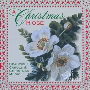 A Christmas Rose